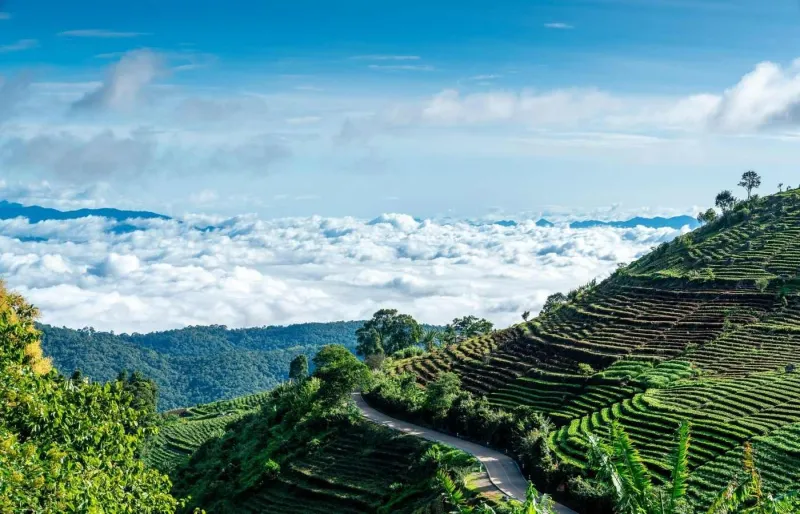 Une route longe des rizières en terrasses près de Chiang Mai, en Thaïlande.