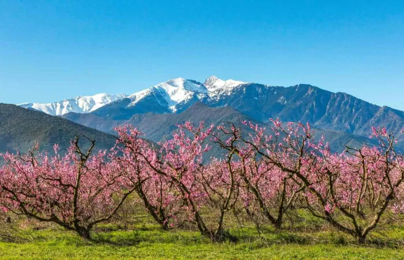 Le Canigou, sommet emblématique des Pyrénées-Orientales, offre l’une des ascensions les plus mythiques du Pays catalan.