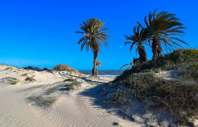 Les dunes de la péninsule de Ras Rmel, à Djerba, en Tunisie.