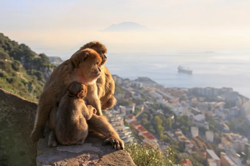 Les fameux macaques de Gibraltar.