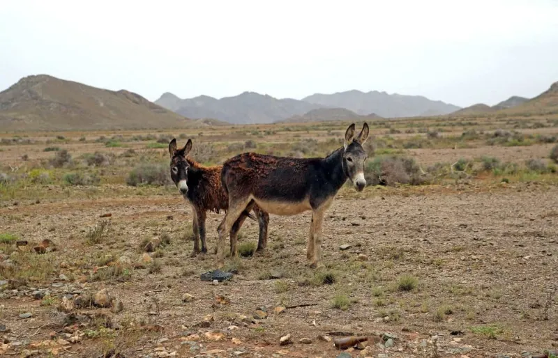 Deux ânes sur la Route 66 de Boa Vista, au Cap-Vert