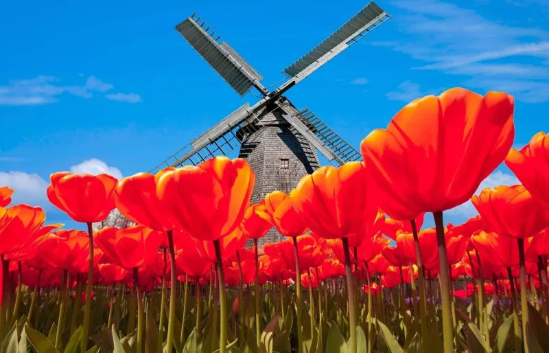 Moulin à vent de la Bollenstreek pendant la saison des tulipes