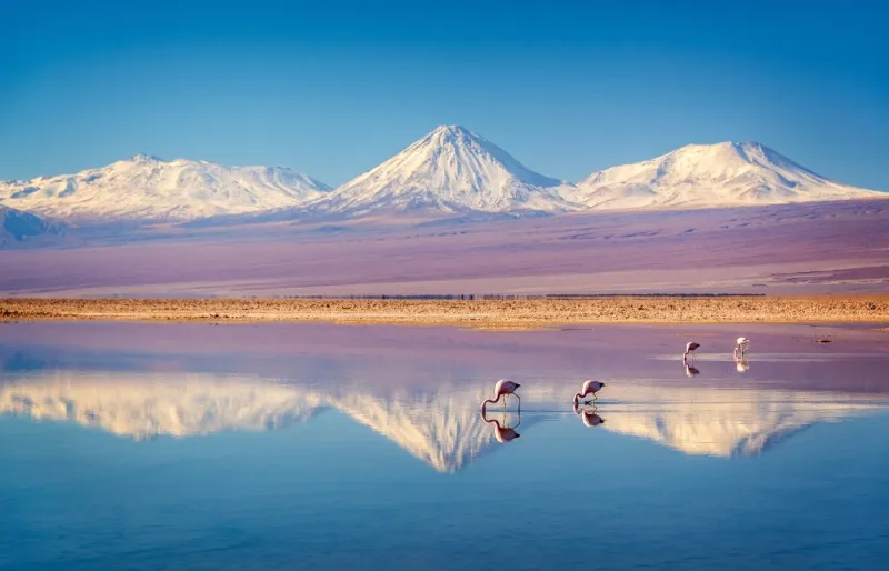 Des flamants roses dans le désert d’Atacama au Chili.