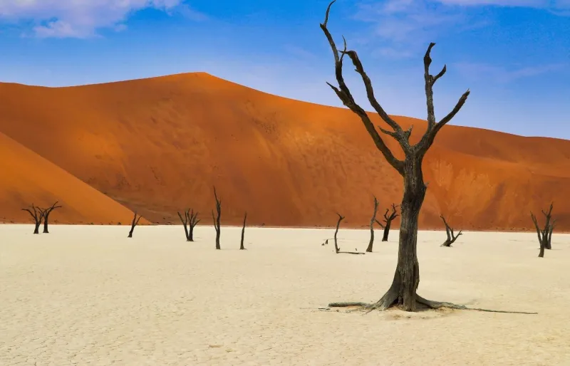 Arbres morts de Dead Vlei dans le désert du Namib en Namibie.