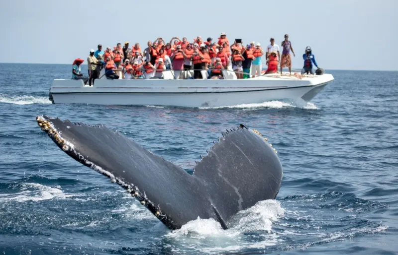 Baleines à bosse observées au large de la baie de Samaná.