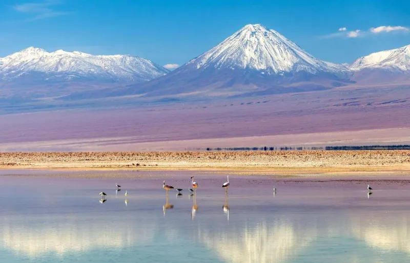 Flamants roses dans une lagune du désert d’Atacama