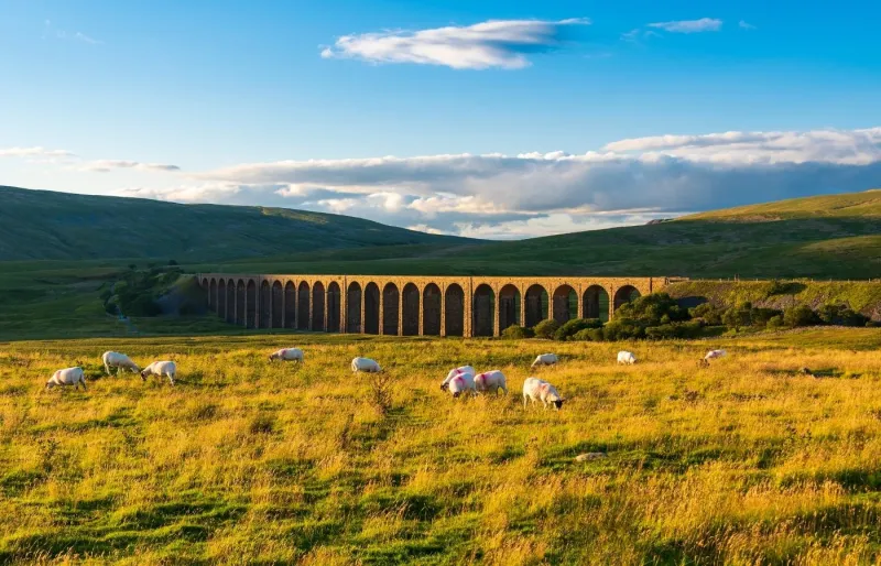 Viaduc de Ribblehead dans les Yorkshire Dales, lande et moutons