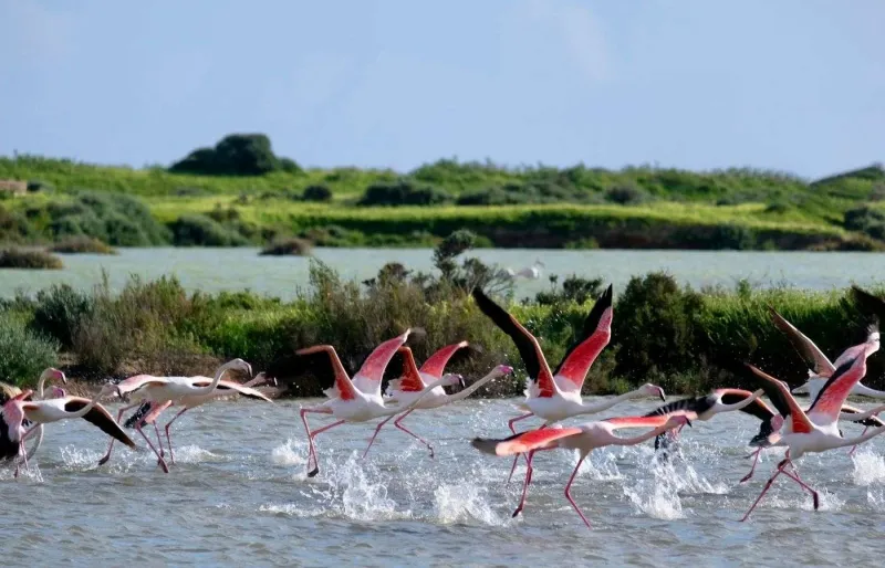 Les flamants roses du parc Ria Formosa.