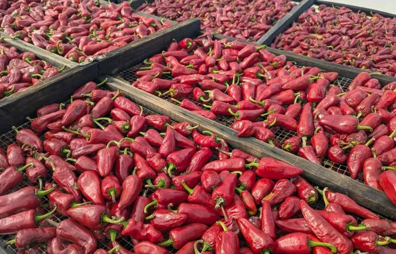 Le piment d’Espelette AOP est l’un des produits emblématiques de la gastronomie du Pays basque.