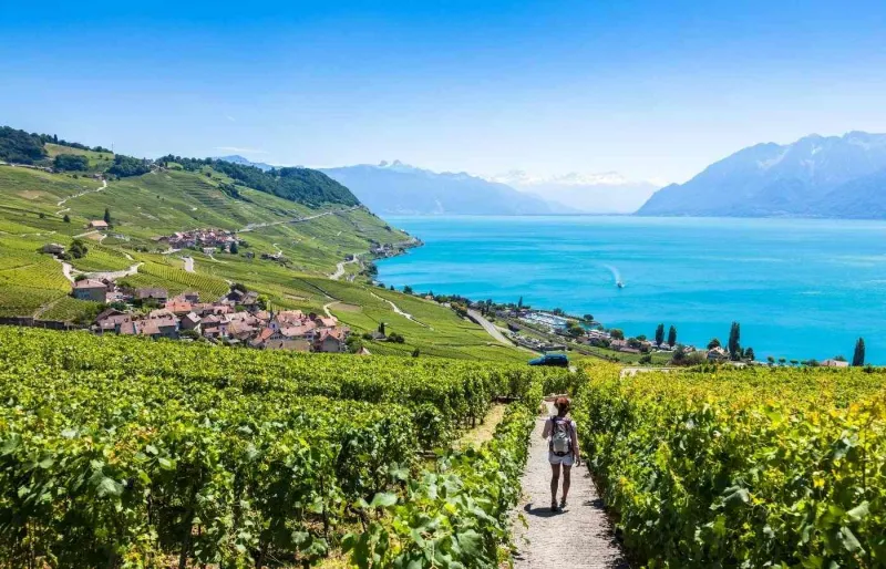 Randonnée à travers des vignobles en terrasses en Suisse