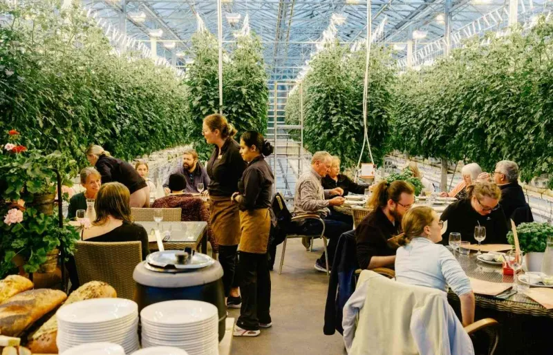 Le restaurant dans les serres de Friðheimar.