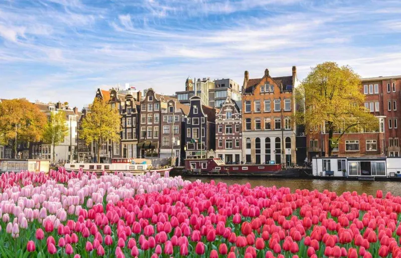 Tulipes en fleurs à Amsterdam au printemps
