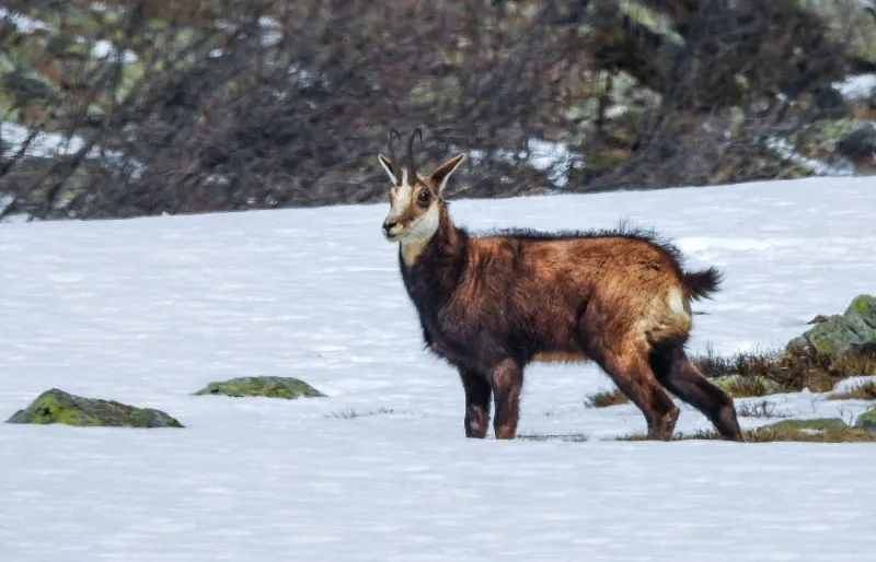 Chamois dans la neige en Oisans, faune sauvage hivernale du Parc national des Écrins
