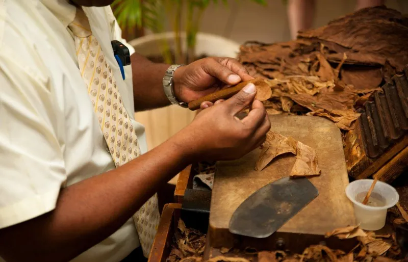 Fabrication traditionnelle de cigares cubains roulés à la main à partir de feuilles de tabac