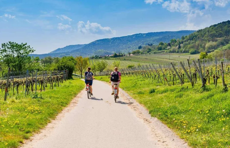 Deux cyclistes s’entraînant à vélo à travers les vignobles de Rhénanie-Palatinat