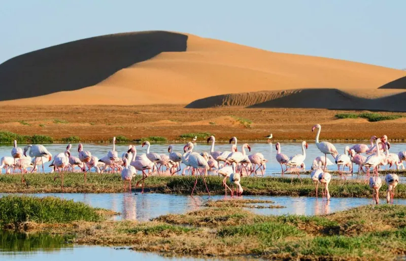 Flamants roses dans la lagune de Walvis Bay en Namibie, visibles à certaines périodes de l’année