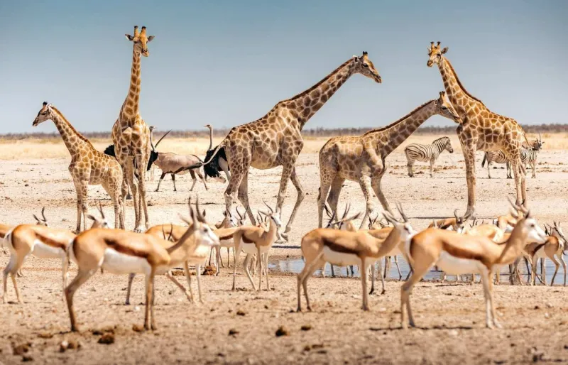 Girafes et springboks évoluant dans la savane namibienne