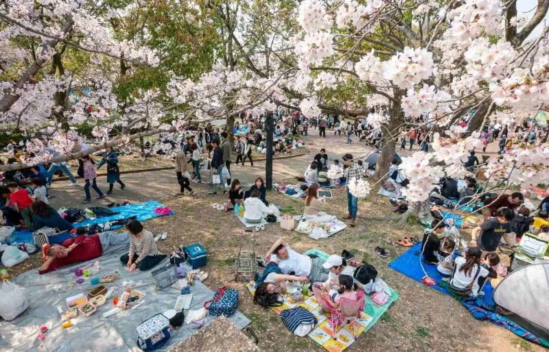 Hanami dans un parc à Osaka, habitants profitant des cerisiers en fleurs dans un parc public gratuit au Japon