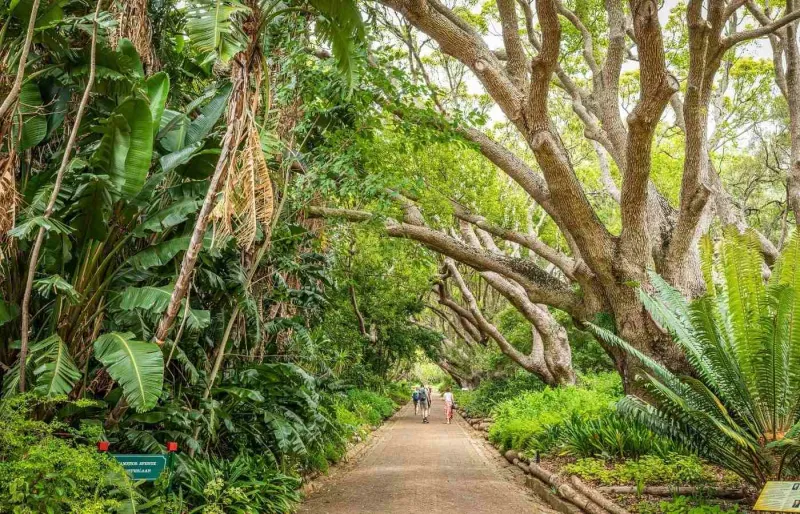 Vue du jardin botanique de Kirstenbosch au Cap, avec paysages végétaux au pied de la montagne de la Table
