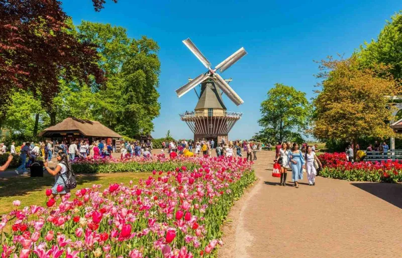 Moulin à vent dans les jardins de Keukenhof à Lisse aux Pays-Bas, entouré de parterres de fleurs au printemps