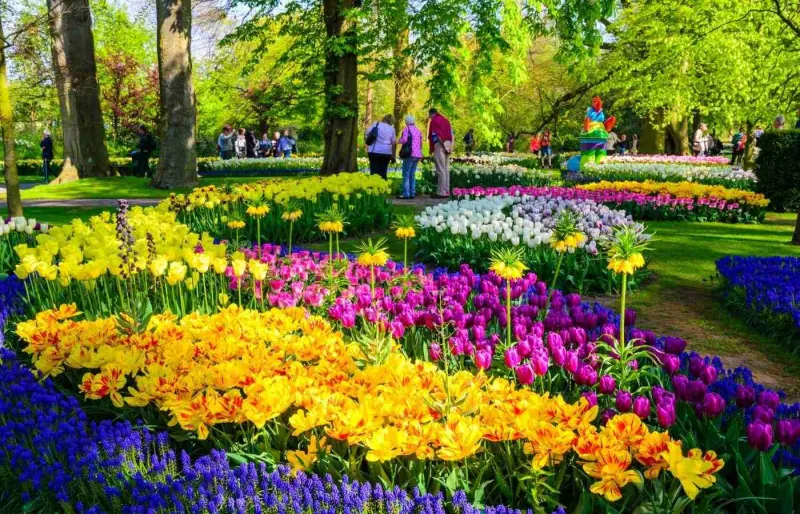 Tulipes en fleurs au parc Keukenhof aux Pays-Bas au printemps