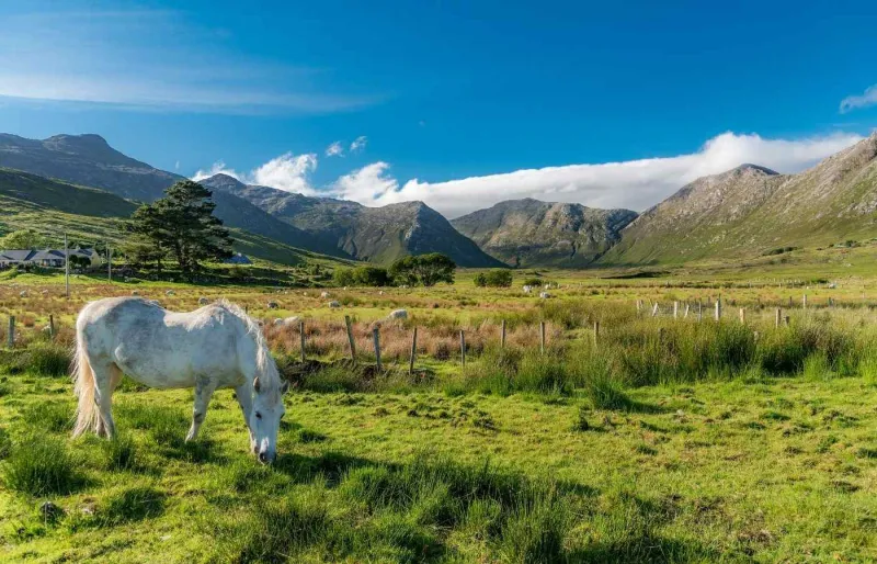 Poney du Connemara avec les montagnes des Twelve Bens en arrière-plan dans l’ouest de l’Irlande