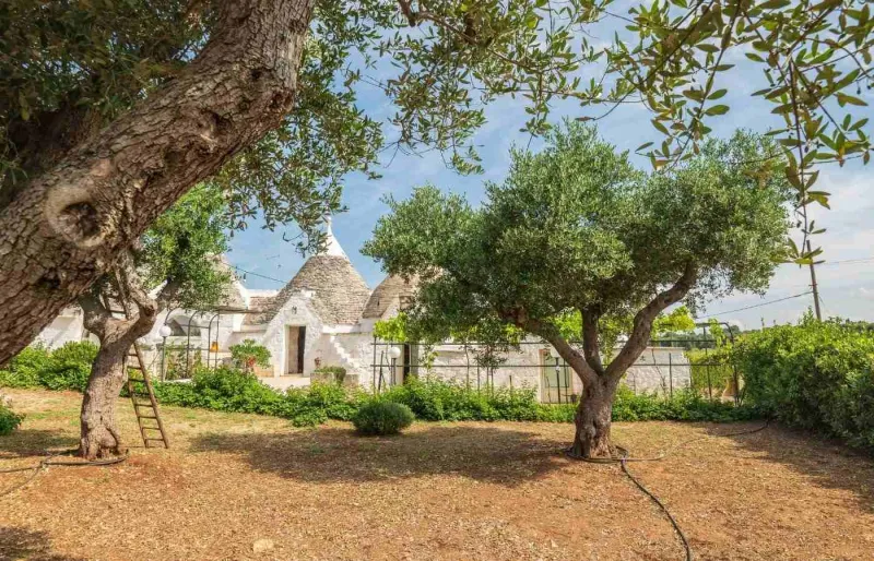 Trulli traditionnels entourés d’oliviers dans les Pouilles en Italie du Sud