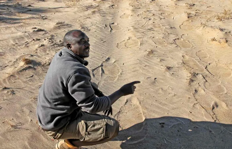 Guide et pisteur au Damaraland suivant des traces d’éléphants du désert dans le sable