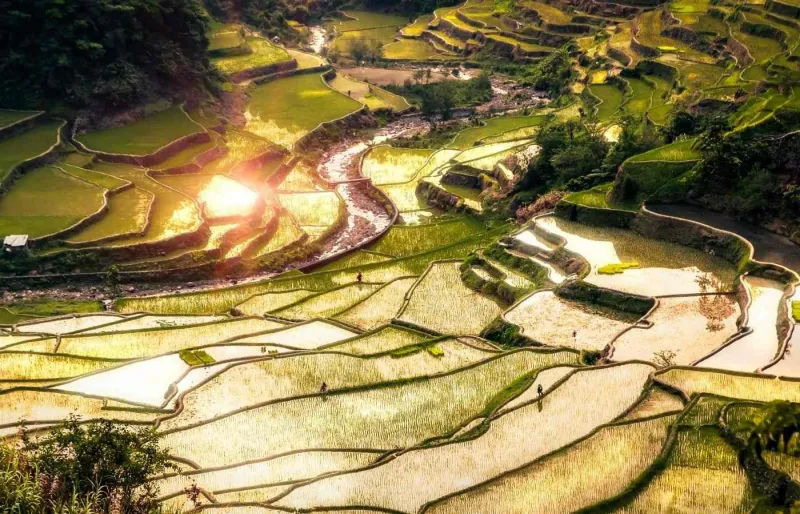 Rizières en terrasses d’Ifugao sur l’île de Luzon aux Philippines, paysage agricole traditionnel sculpté à flanc de montagne