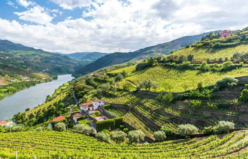 Paysage viticole de la vallée du Douro avec vignobles en terrasses, au Portugal