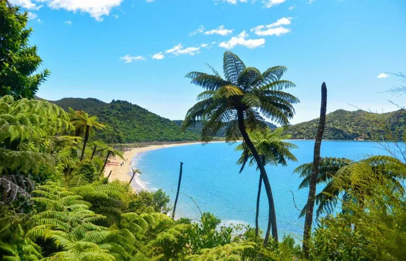Plage du parc national Abel Tasman en Nouvelle-Zélande avec fougères et eau turquoise