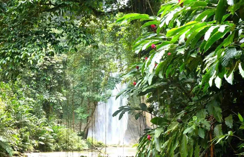 Cascade de Tenaru sur l’île de Guadalcanal dans les îles Salomon entourée de forêt tropicale