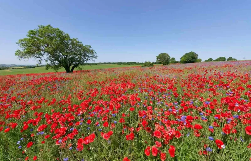 hamp de coquelicots dans le parc naturel régional du Vexin français paysage de campagne en Normandie