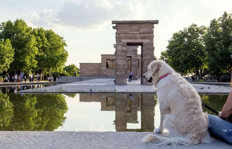 Chien devant le temple de Debod à Madrid en Espagne