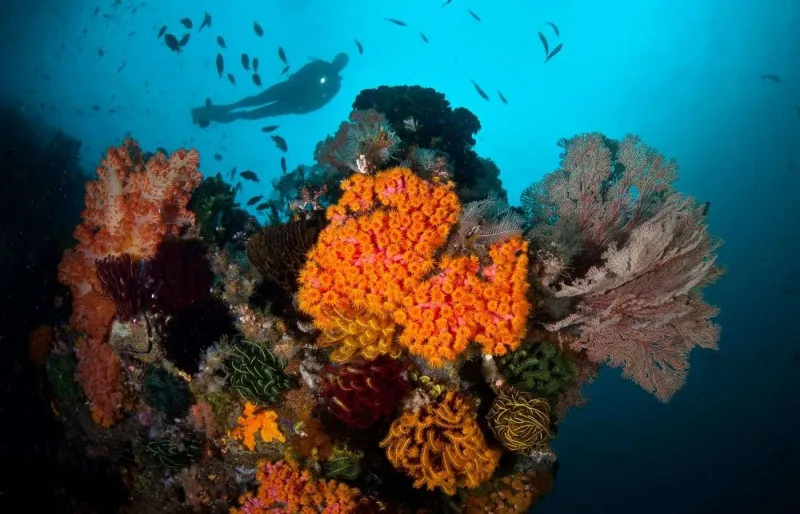 Plongeur explorant un récif corallien à Komodo en Indonésie avec une biodiversité marine exceptionnelle