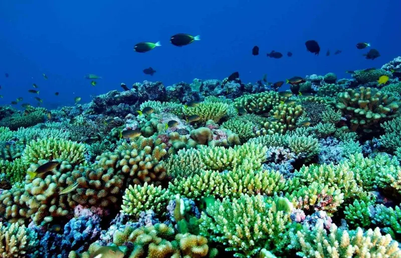 Paysage de récif corallien à Fanning Island au Kiribati dans l’océan Pacifique