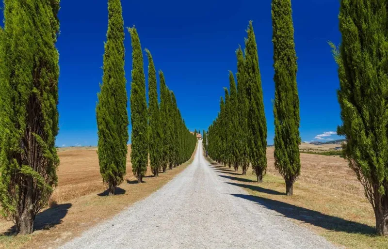 Route bordée de cyprès dans la campagne de Toscane, un paysage emblématique à découvrir lors d’un road trip en Italie.