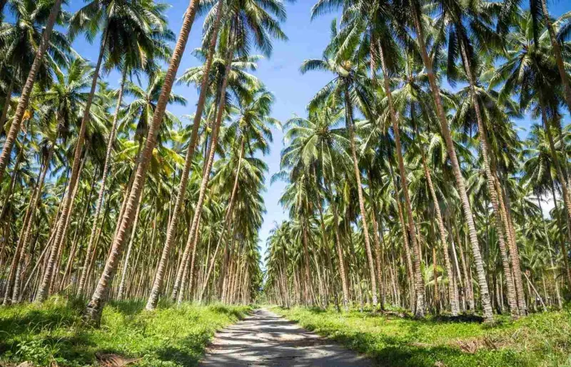 Route en terre traversant une plantation de cocotiers sur l’île de Guadalcanal aux îles Salomon