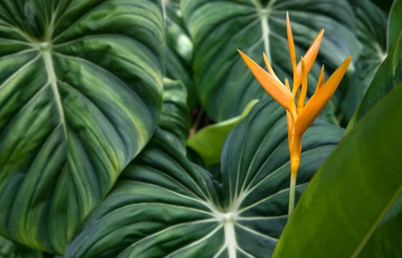 Fleur tropicale dans les Singapore Botanic Gardens, site classé au patrimoine mondial de l’UNESCO