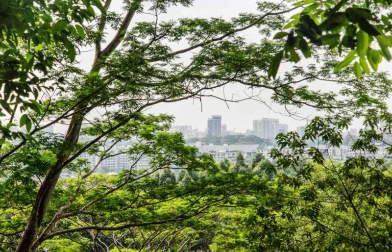 Vue de Singapour à travers une végétation luxuriante
