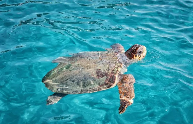 Une tortue caretta caretta nage près de la surface au large de Zakynthos, près de la plage de Gerakas en Grèce
