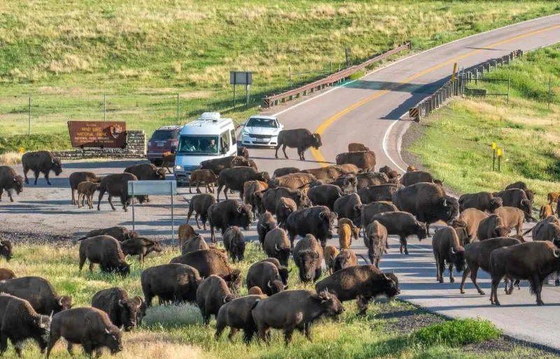 oupeau de bisons bloquant la route près du parc national de Wind Cave dans le Dakota du Sud