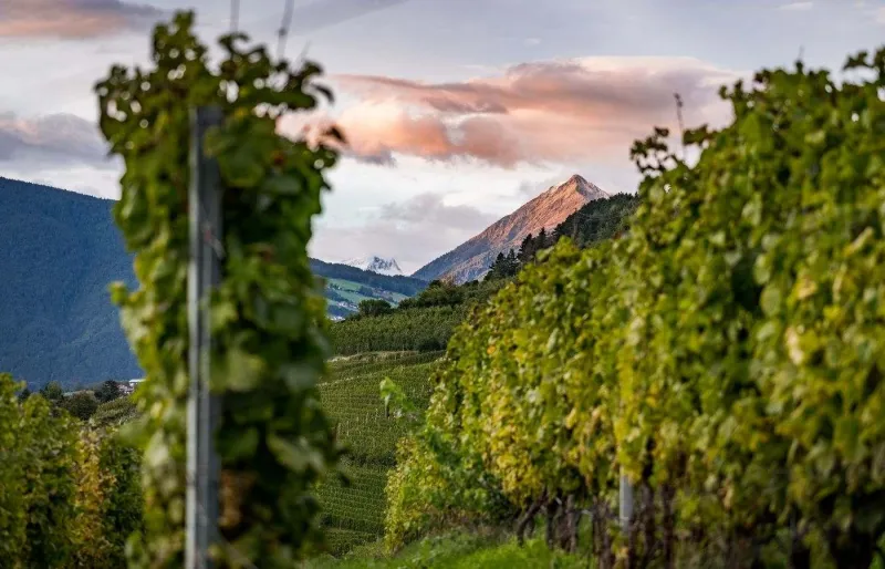 Vignobles du Tyrol du Sud dans les Dolomites, région viticole du nord de l’Italie