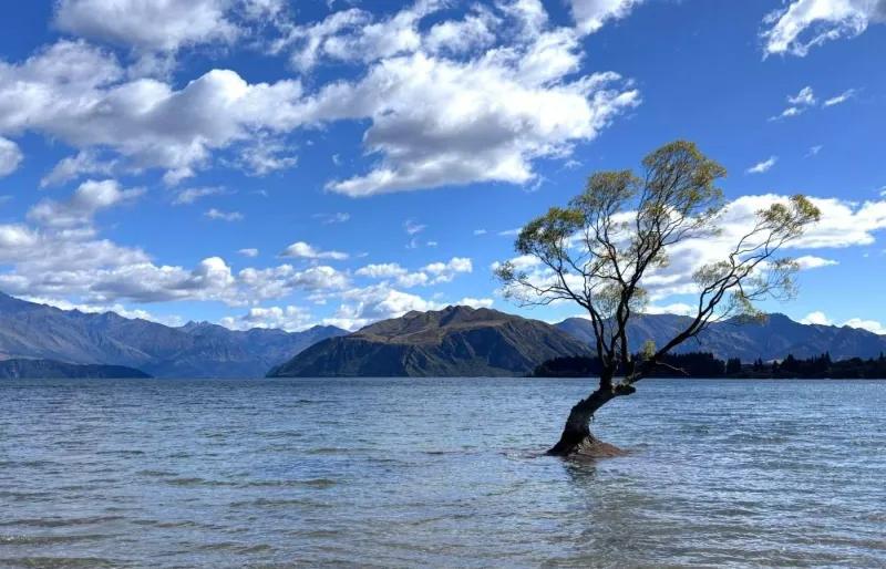 Le célèbre Wanaka Tree dans le lac Wanaka sur l’île du Sud en Nouvelle-Zélande, arbre solitaire dans l’eau