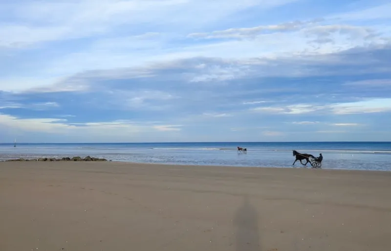 Chevaux à l’entraînement sur la plage de Cabourg en Normandie