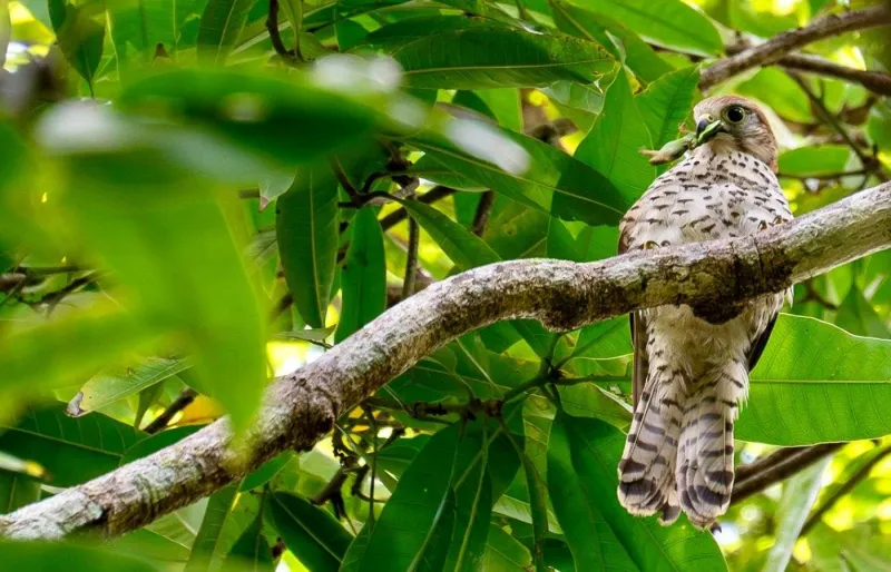 Crécerelle de Maurice perchée dans la forêt tropicale du parc national des Gorges de la Rivière Noire
