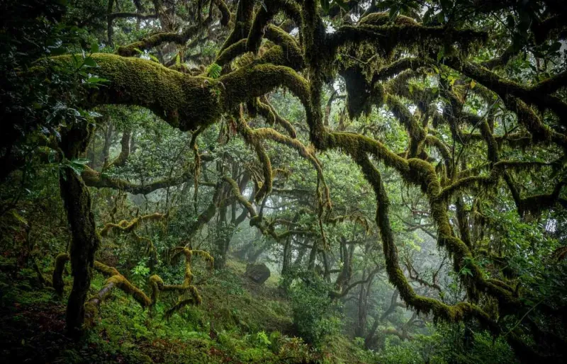 Forêt de Fanal à Madère avec arbres couverts de mousse dans la brume