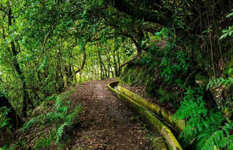 Sentier de la levada do Furado dans la forêt de Madère entre Ribeiro Frio et Portela