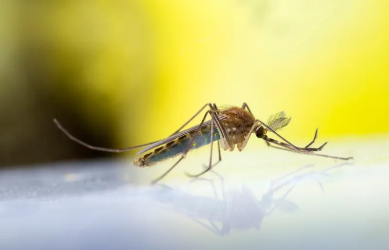 Moustique transmettant la fièvre jaune lors d’une piqûre