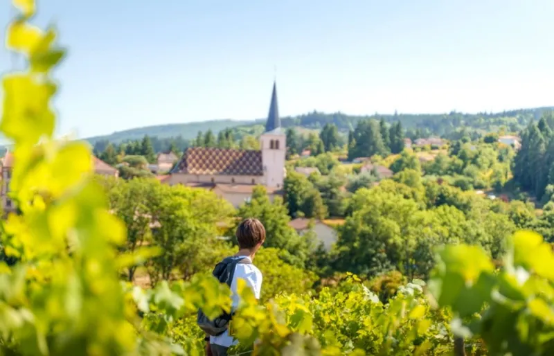 alade dans les vignes du Roannais sur la route des vins près de Roanne